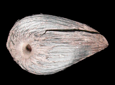 Starnut Palm, Astrocaryum sp.