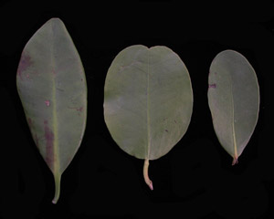 Rhizophora_mangle-leaves_topside.jpg
