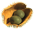 Nickernut