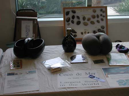 23 Coco de Mer