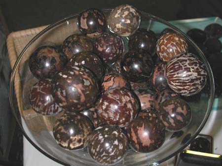 39 Bill Blazek's polished Sea Coconuts