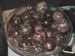 39 Bill Blazek's polished Sea Coconuts