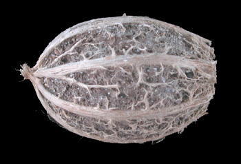 Anchovy Pear, Grias cauliflora