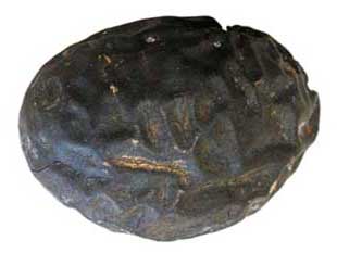 Donovan's Brain or Brain Bean, Andira galeottiana