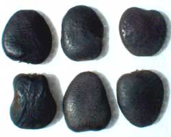 Intsia bijuga