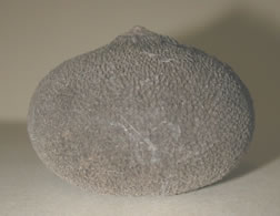 Apeiba aspersa or Apeiba tiboubou
