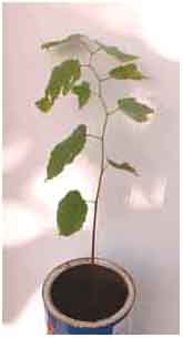I pretty much think the plant and seed casing from Nancy is a Gigasiphon, but cannot be totally sure.  Nancy seemed to agree too. Ed