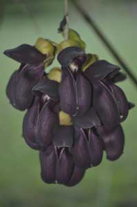 Mucuna sp. #006