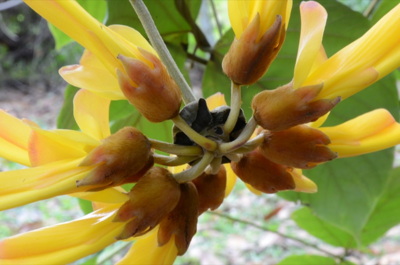 Mucuna elliptica