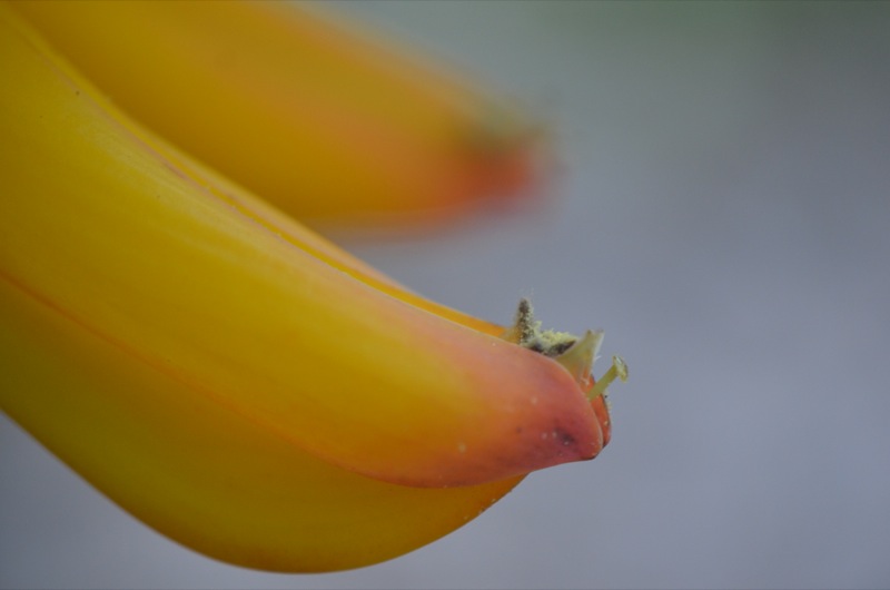 Mucuna elliptica