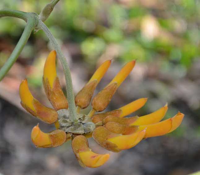 Mucuna elliptica