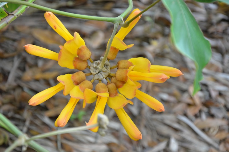 Mucuna elliptica