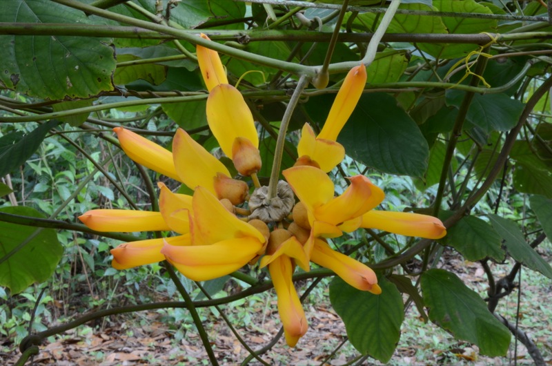 Mucuna elliptica