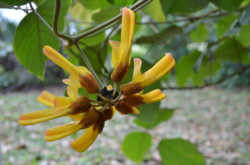 Mucuna elliptica