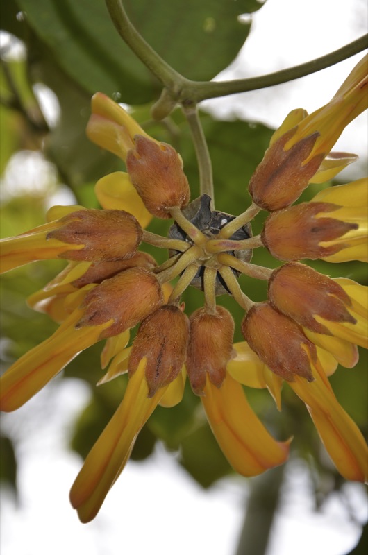 Mucuna elliptica