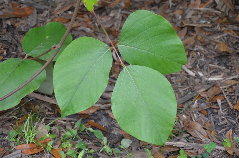 Mucuna elliptica