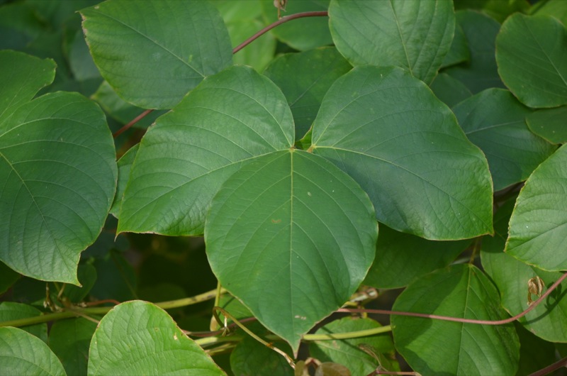 Mucuna elliptica