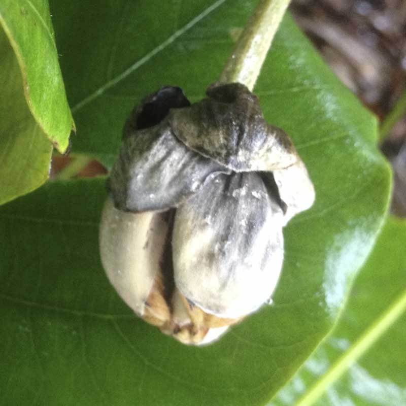 Mucuna elliptica