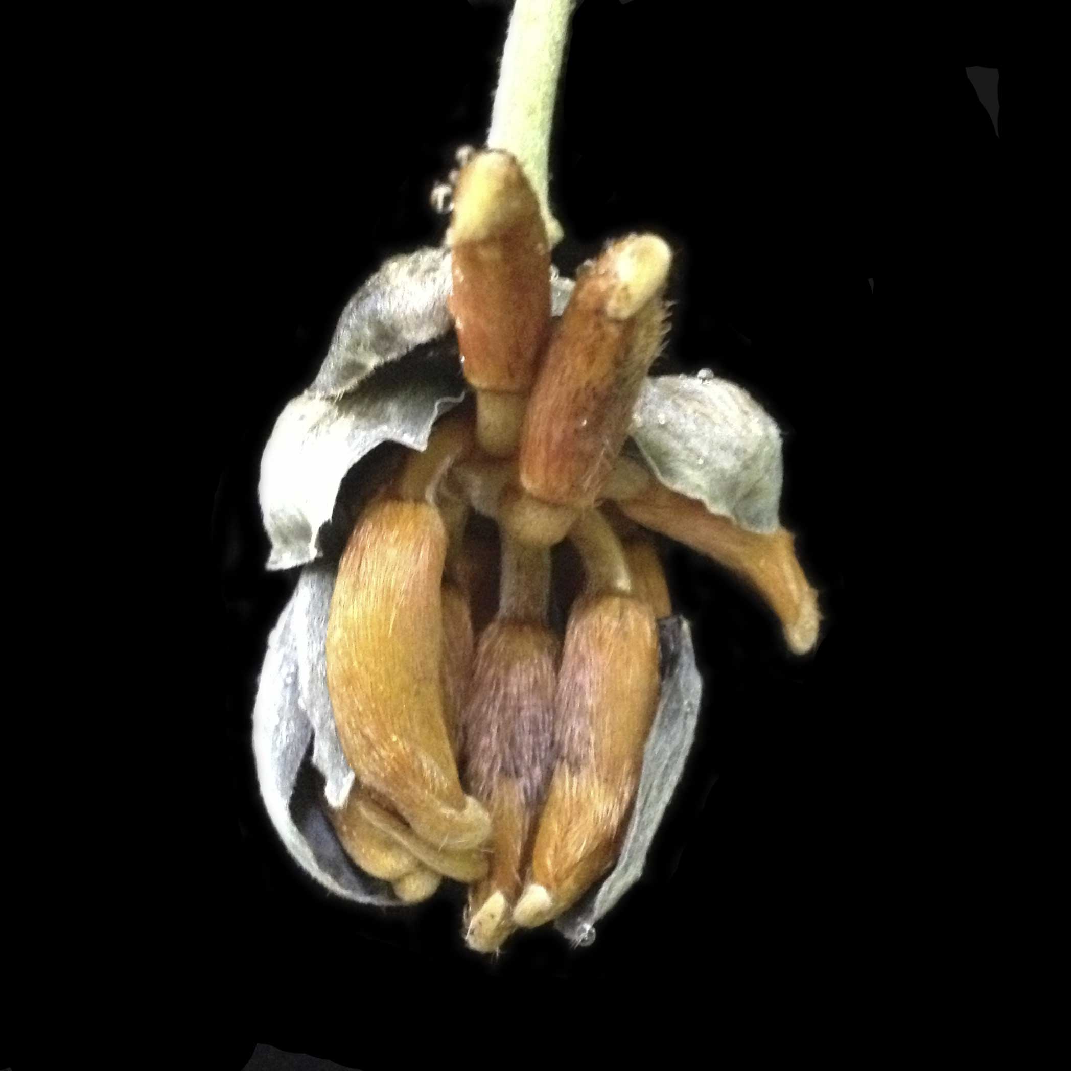 Mucuna elliptica