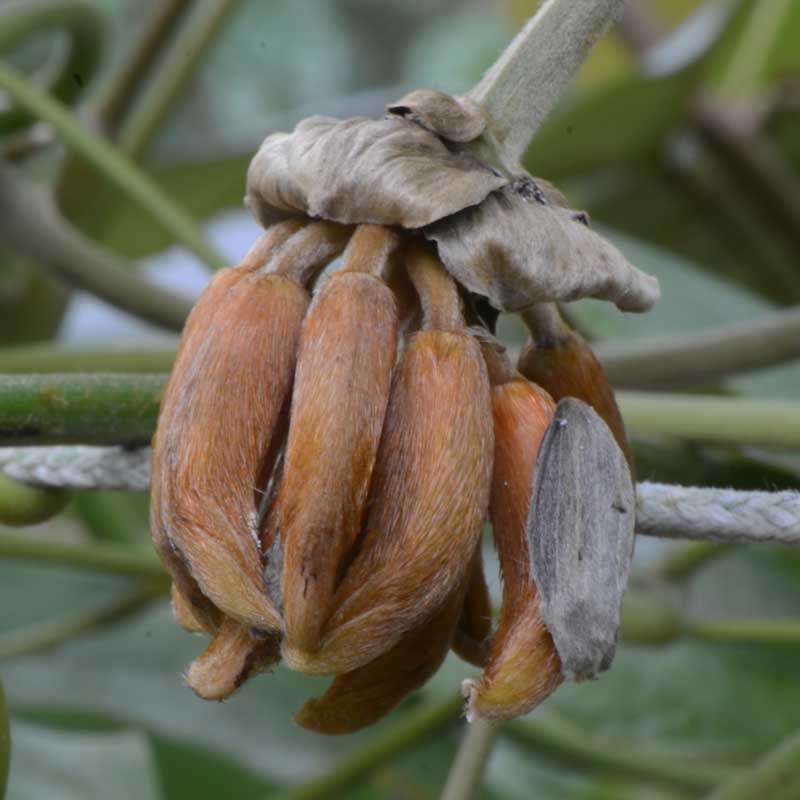 Mucuna elliptica