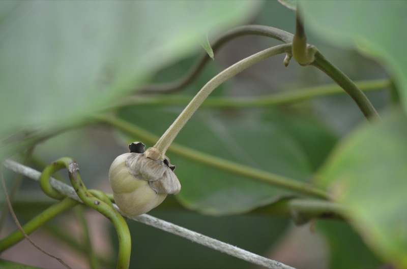 Mucuna elliptica