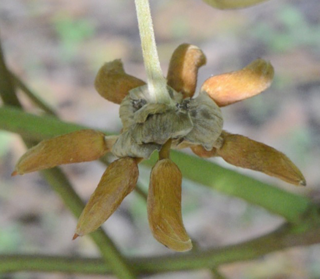 Mucuna elliptica