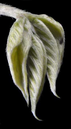 Mucuna sloanei