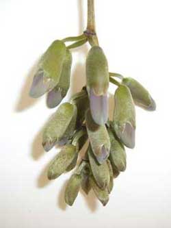 Mucuna urens