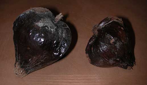 Box Fruit, Barringtonia asiatica