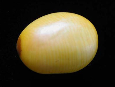 Yellow Nickarnut