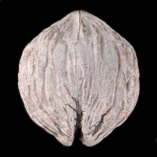 Black Walnut