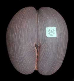 Coco-de-mer (Double Coconut)