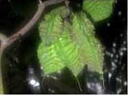 seed pods of Mucuna sloanei