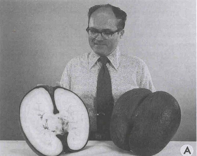 (Fruit of the Seychelles palm) Coco-de-Mer Palm aka double coconut ...