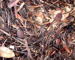 estuarine wrack line