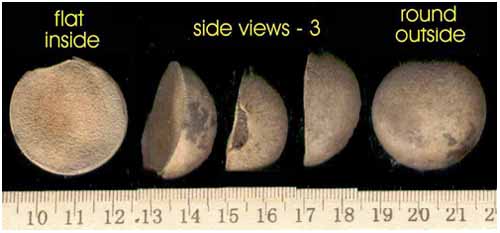 It seems that it is just a variance of Calophyllum inophyllum.  I found some very similar ones under a large tree nearby and Jeremy Smith got back to me and agreed that he has found some 'twins' as well.  Too bad the books don't make mention of it.