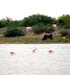 Port_O'Connor_Spoonbills_1