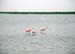 Port_O'Connor_Spoonbills_2