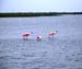 Port_O'Connor_Spoonbills_3