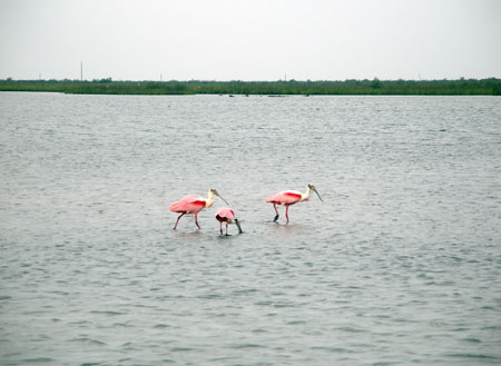 Port O'Connor Spoonbills