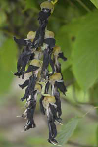 Mucuna sp. #006