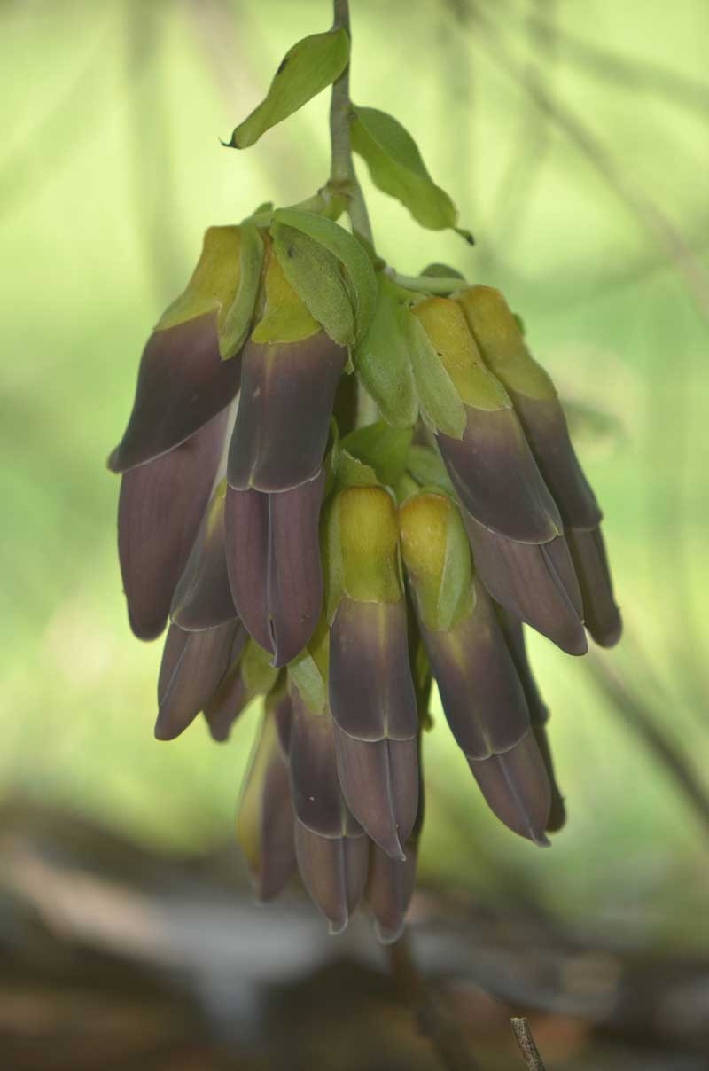 Mucuna sp. #006