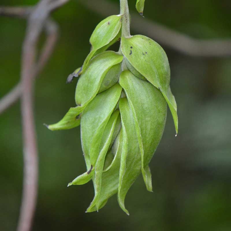 Mucuna sp. #006