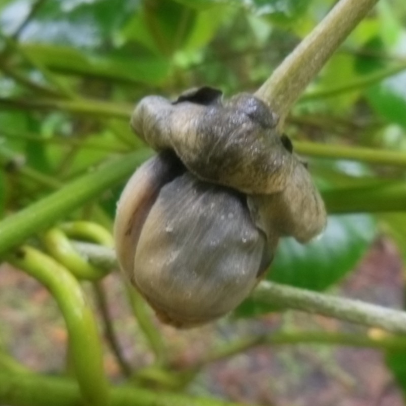 Mucuna elliptica