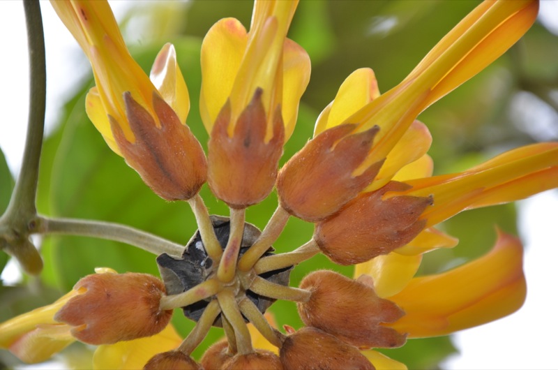 Mucuna elliptica