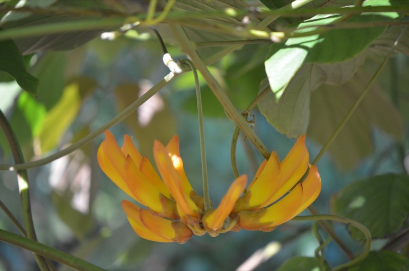 Mucuna elliptica