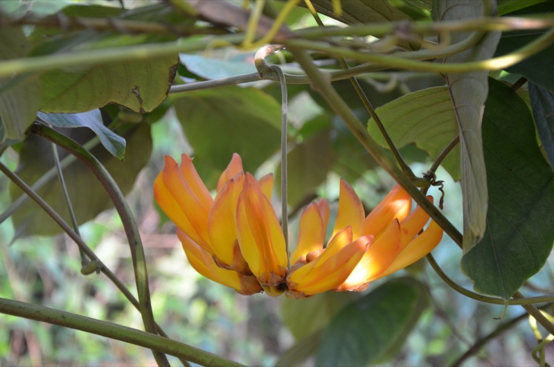 Mucuna elliptica