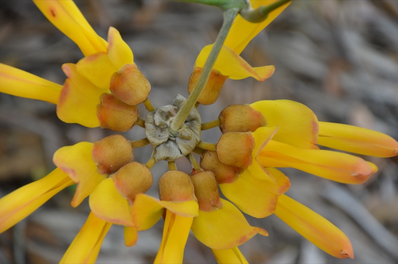 Mucuna elliptica