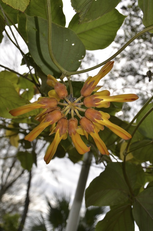 Mucuna elliptica