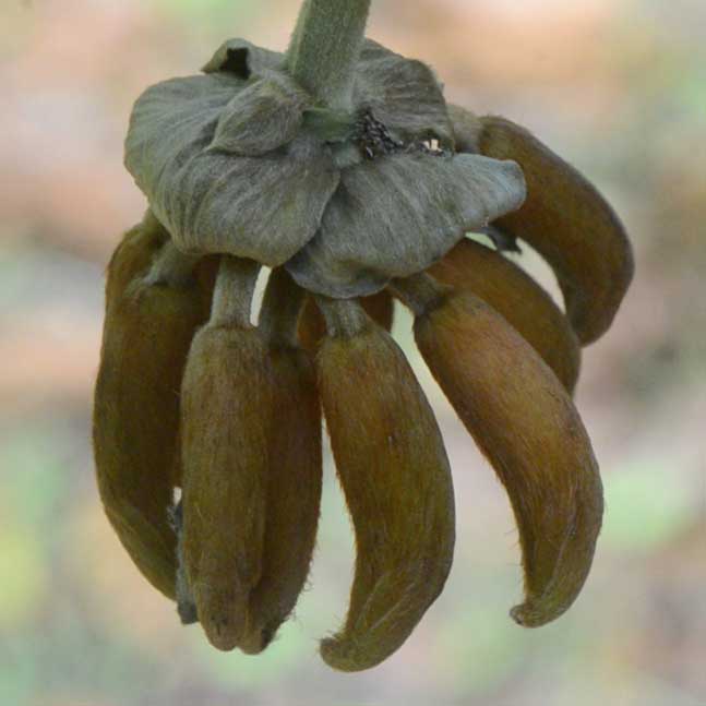 Mucuna elliptica